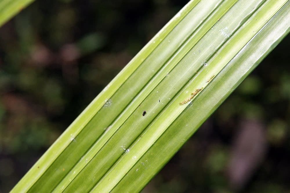 Botanical specimen of Licuala Palas.