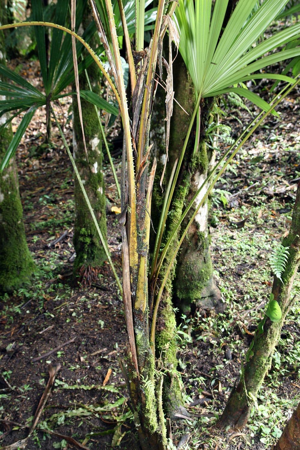 Botanical specimen of Licuala Palas.