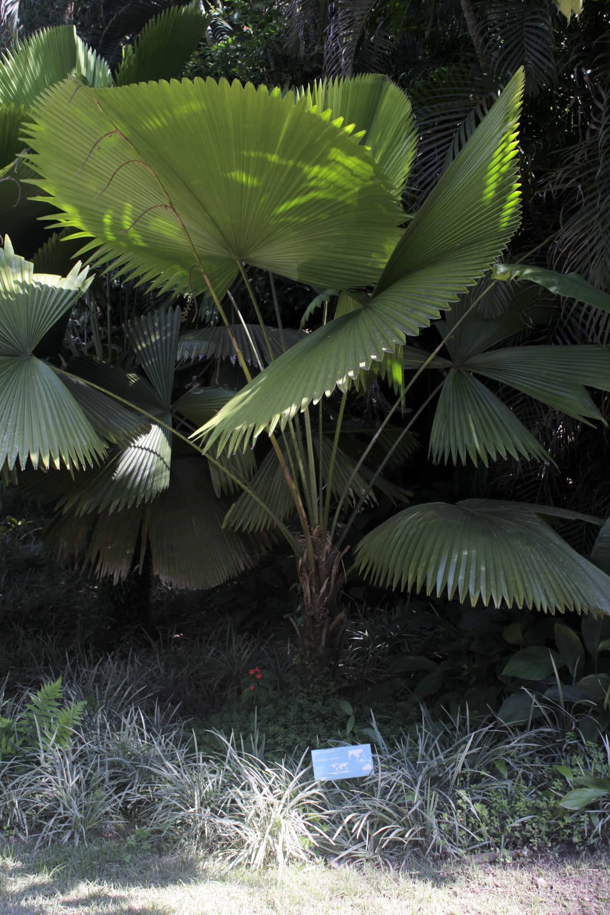 Botanical specimen of Licuala Paludosa.