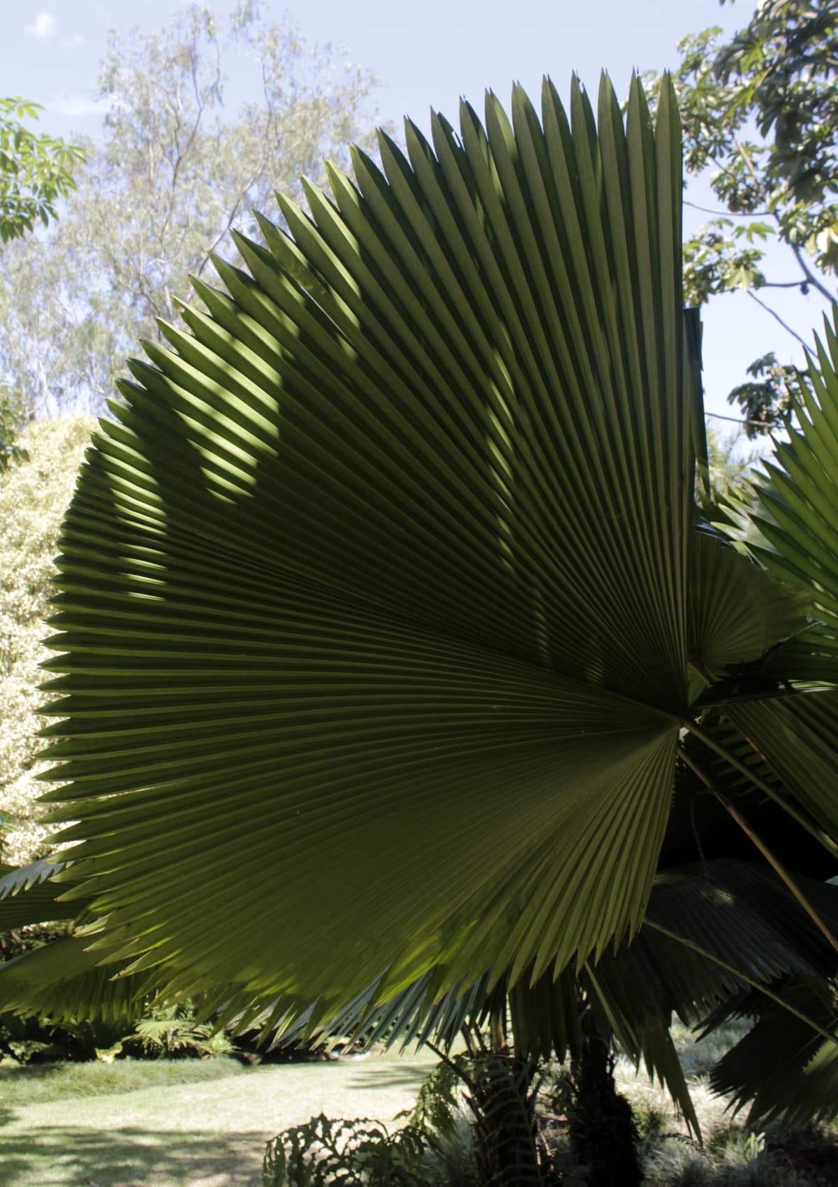 Botanical specimen of Licuala Paludosa.