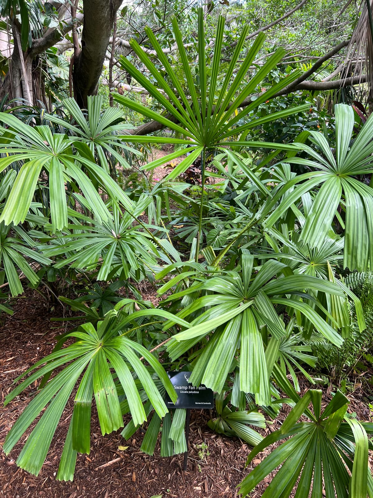 Botanical specimen of Licuala Paludosa.