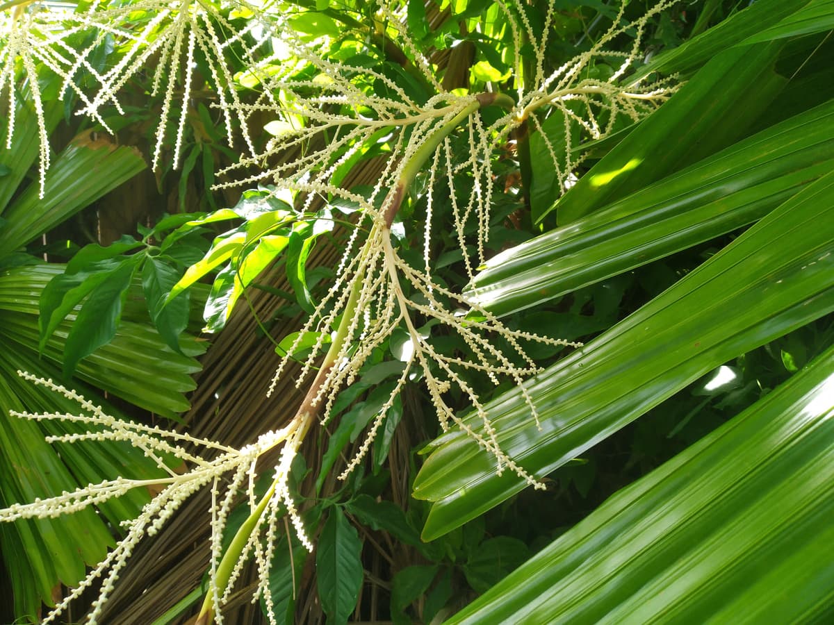 Botanical specimen of Licuala Ramsayi.