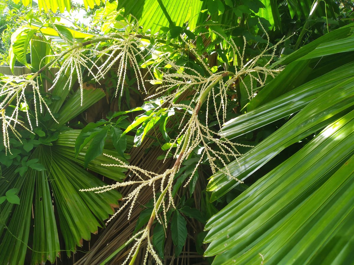 Botanical specimen of Licuala Ramsayi.