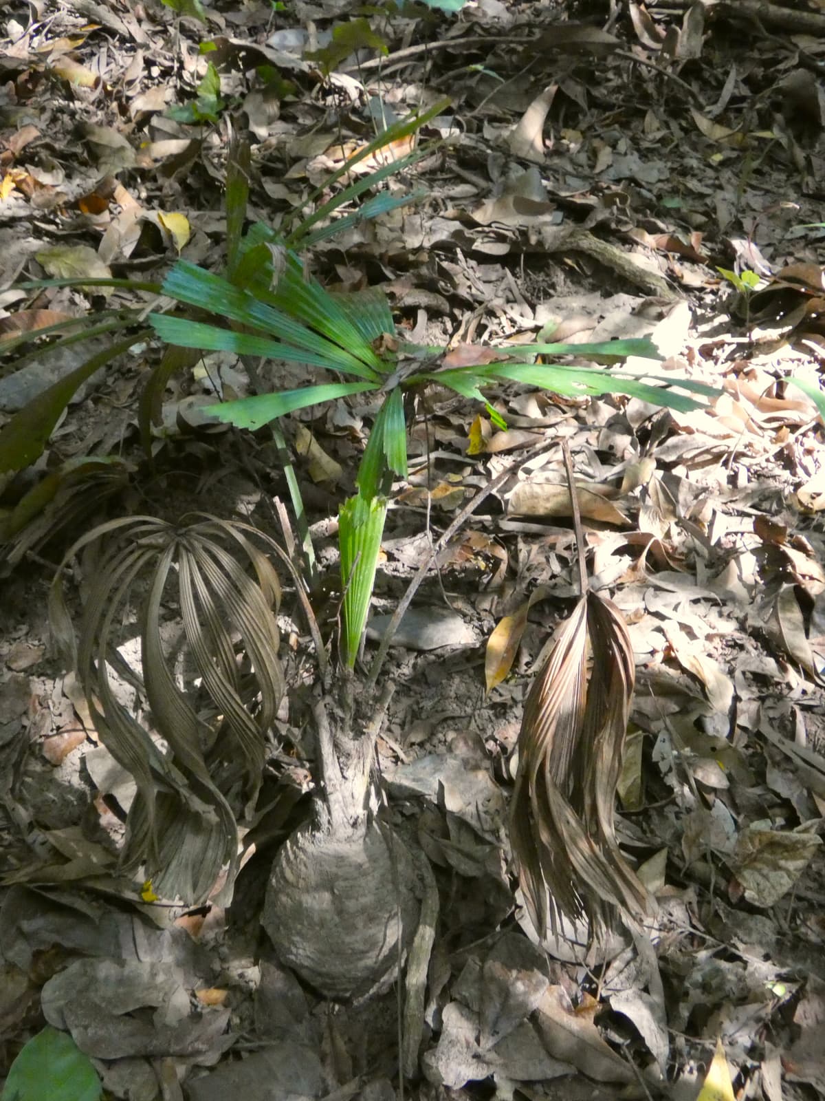 Botanical specimen of Licuala Ramsayi.