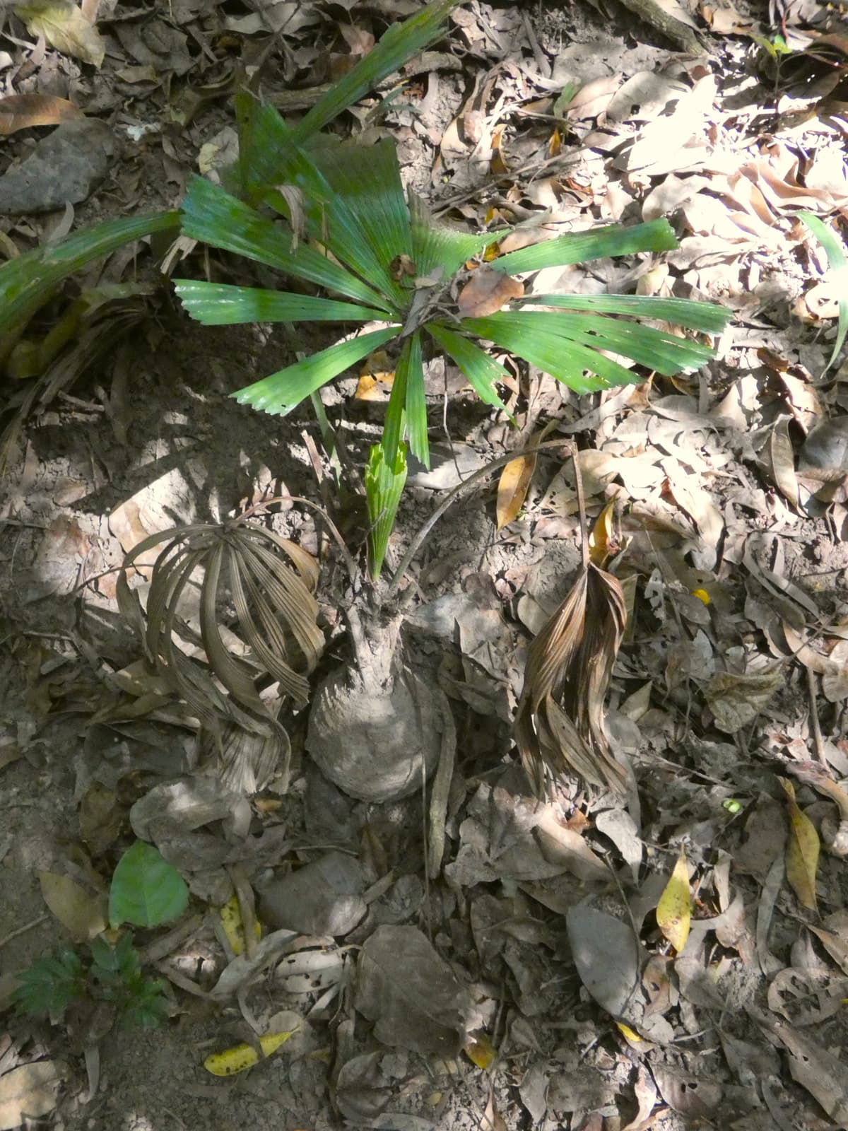 Botanical specimen of Licuala Ramsayi.