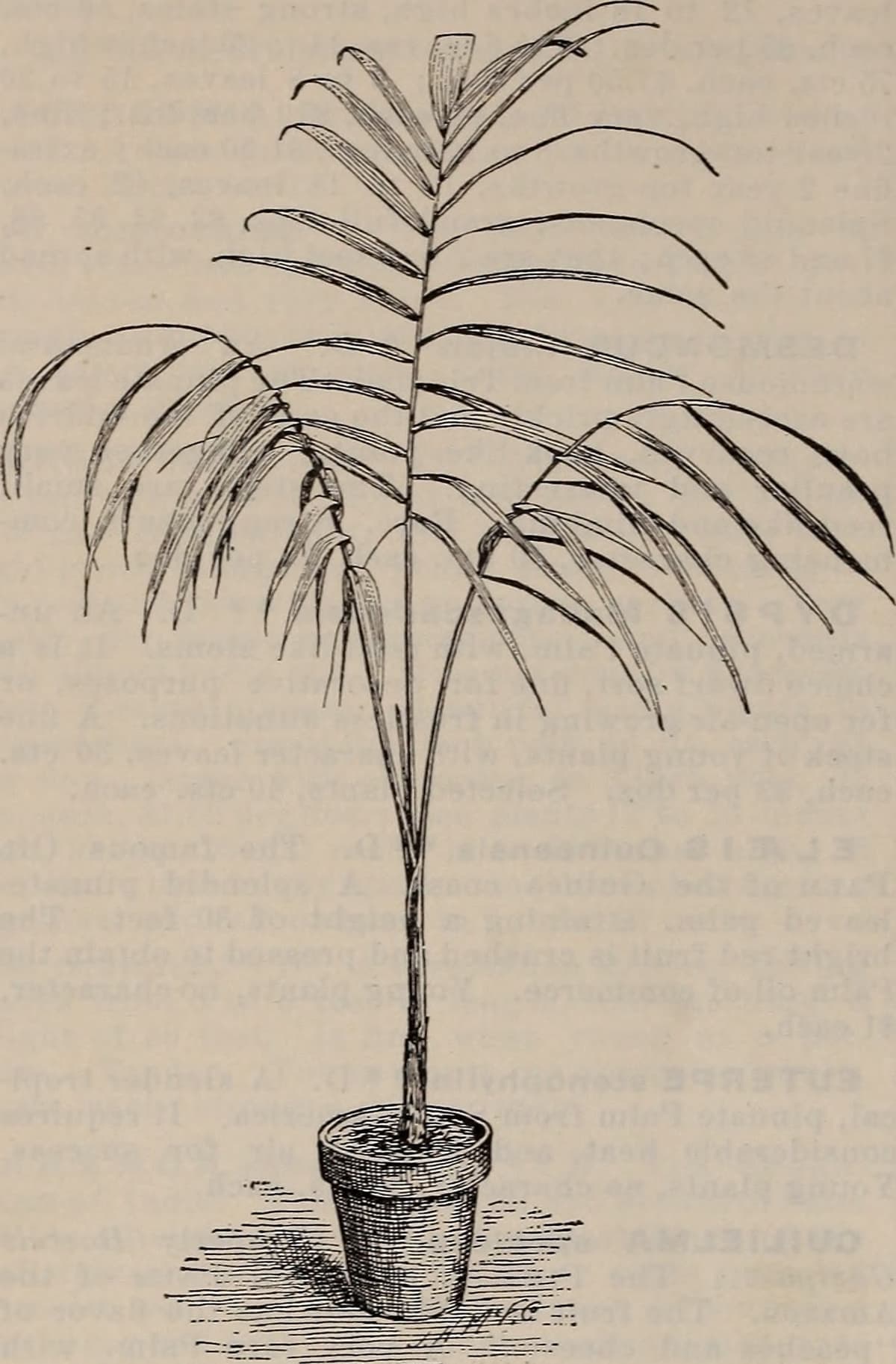 Botanical specimen of Licuala Rumphii.