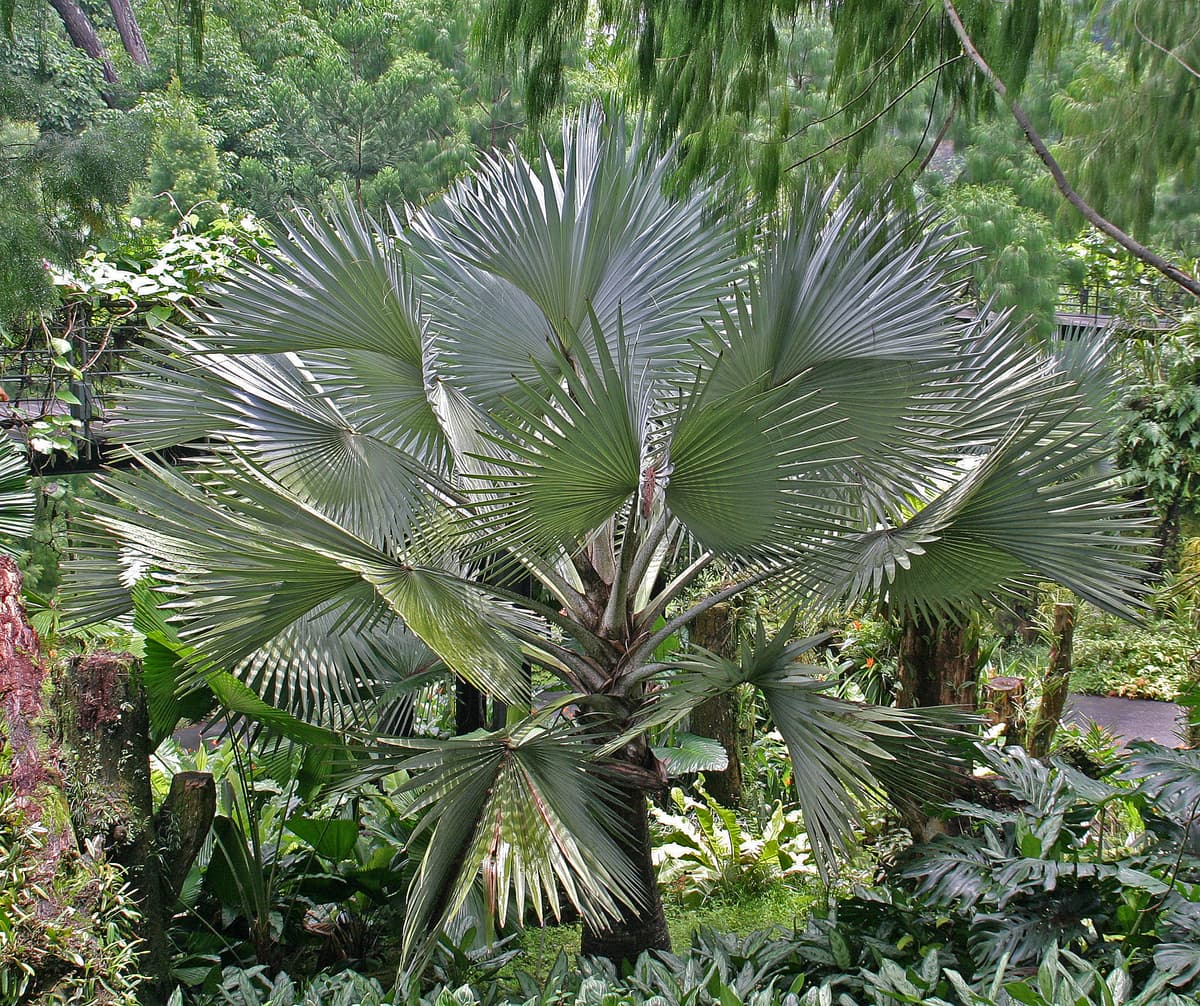 Botanical specimen of Licuala Spinosa.