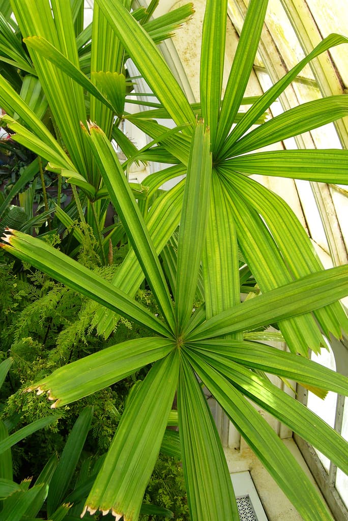 Botanical specimen of Licuala Spinosa.