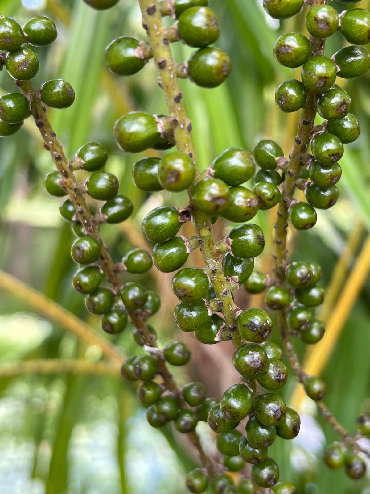 Botanical specimen of Licuala Spinosa.