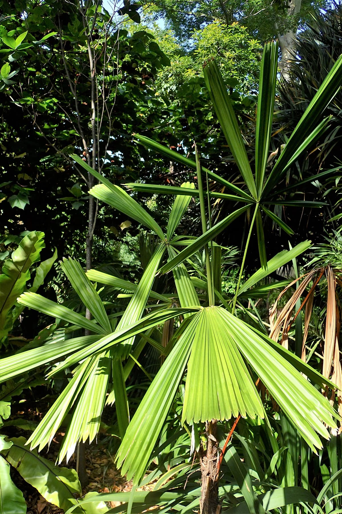 Botanical specimen of Licuala Spinosa.