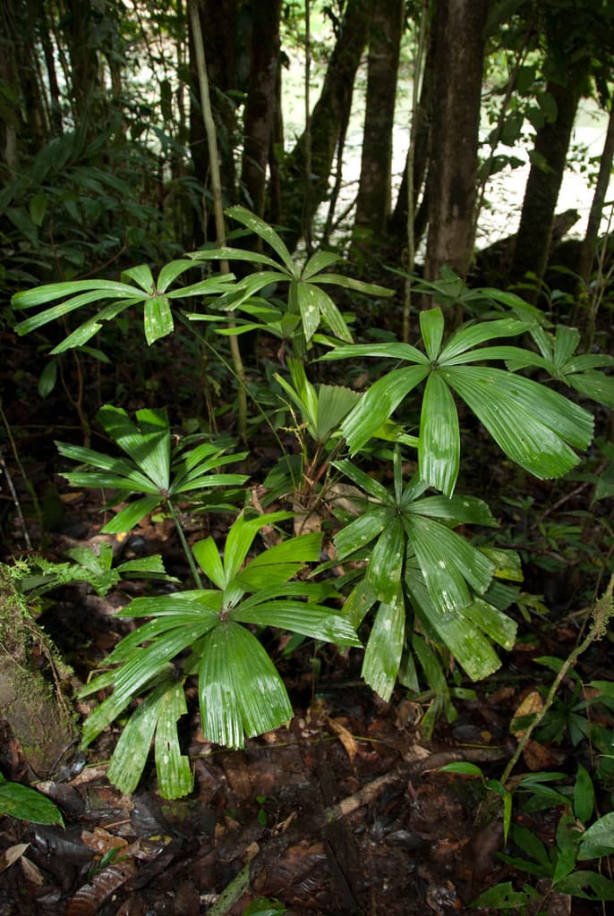 Botanical specimen of Licuala Telifera.