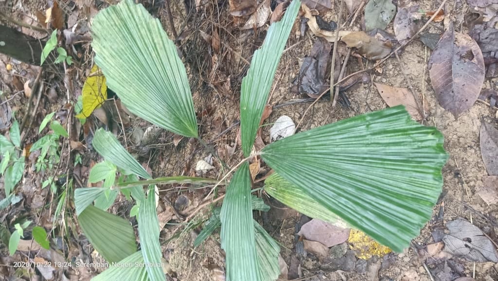 Botanical specimen of Licuala Thoana.