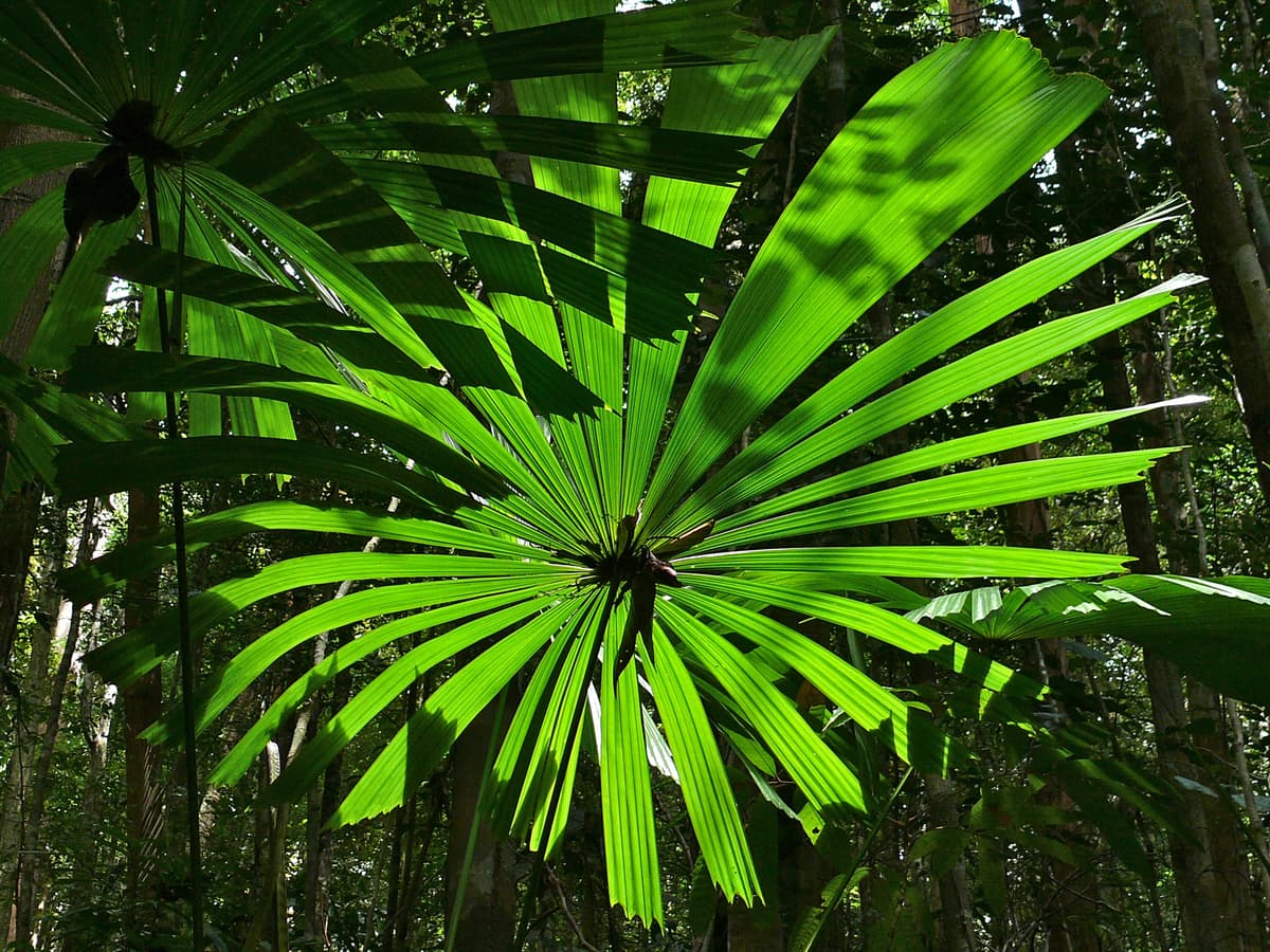 Botanical specimen of Licuala Valida.