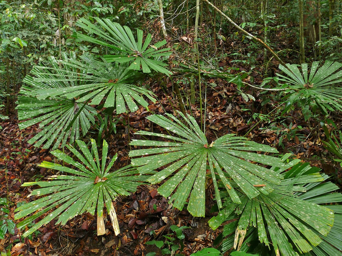 Botanical specimen of Licuala Valida.