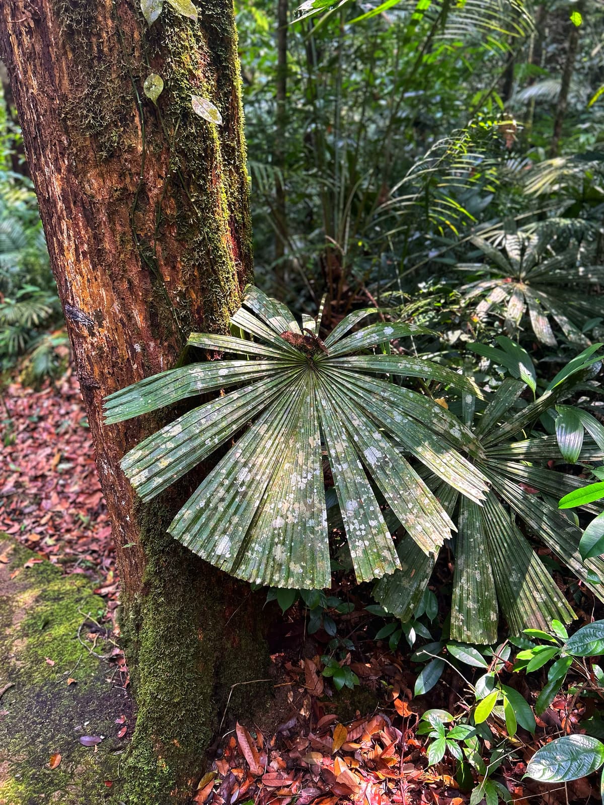 Botanical specimen of Licuala Valida.