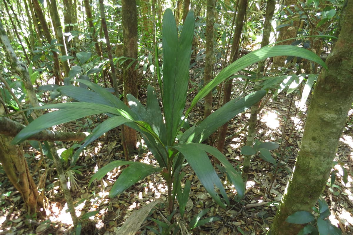 Botanical specimen of Linospadix Apetiolatus.