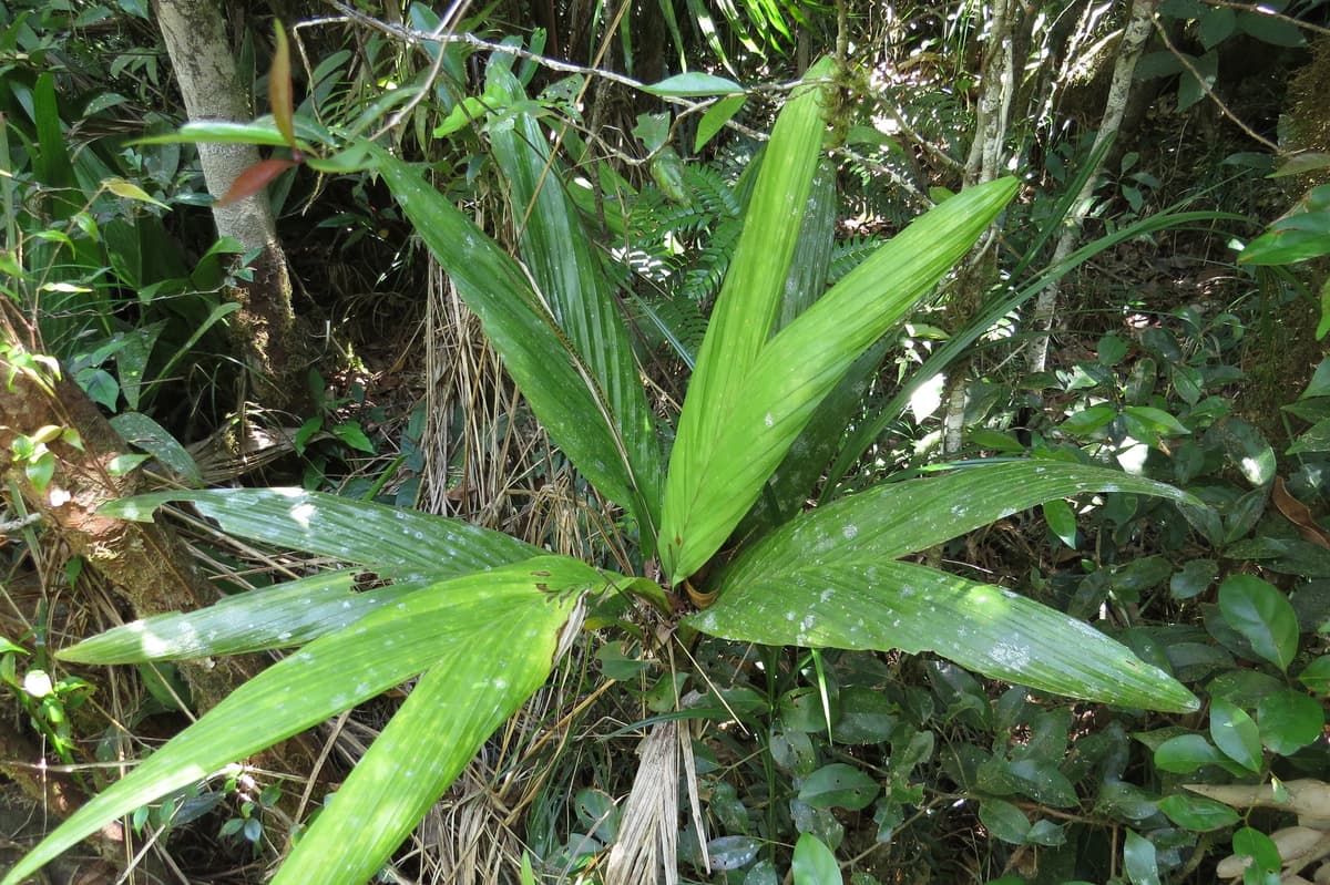 Botanical specimen of Linospadix Apetiolatus.