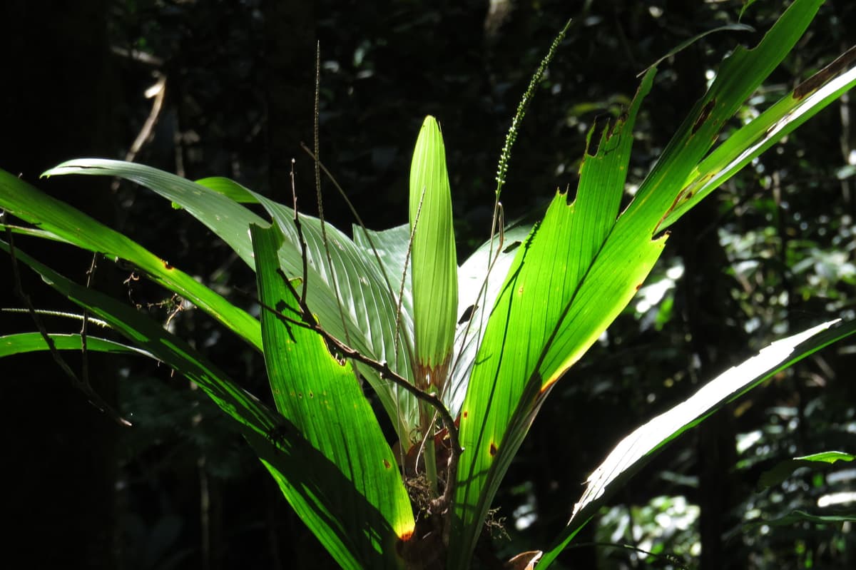 Botanical specimen of Linospadix Apetiolatus.