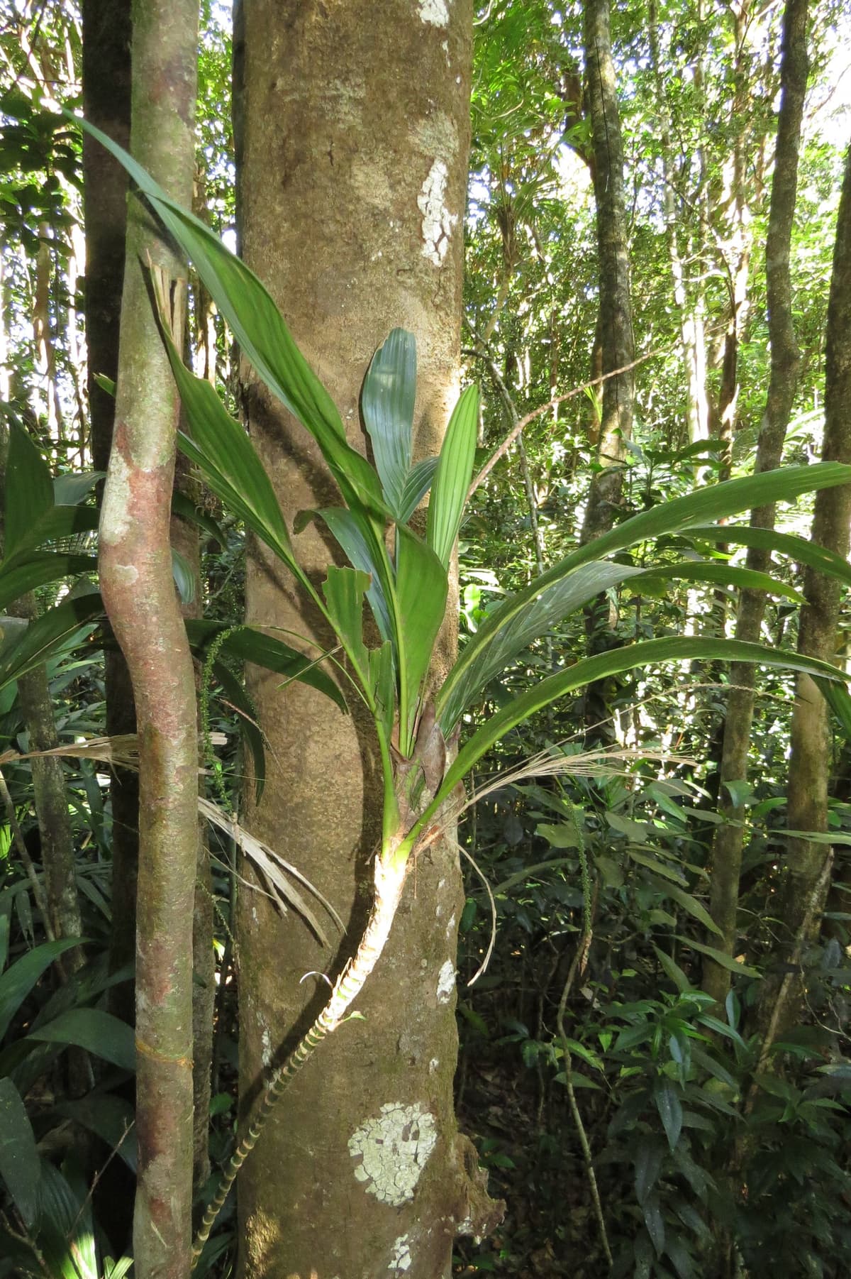 Botanical specimen of Linospadix Apetiolatus.
