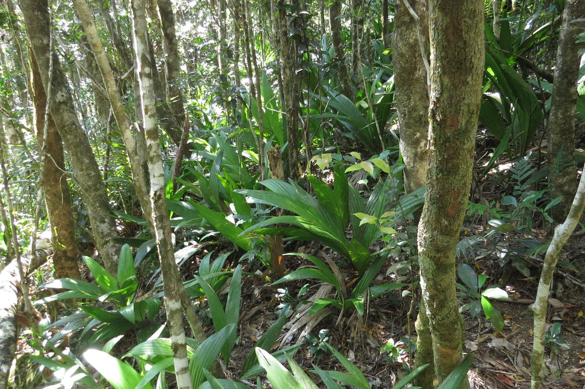 Botanical specimen of Linospadix Apetiolatus.