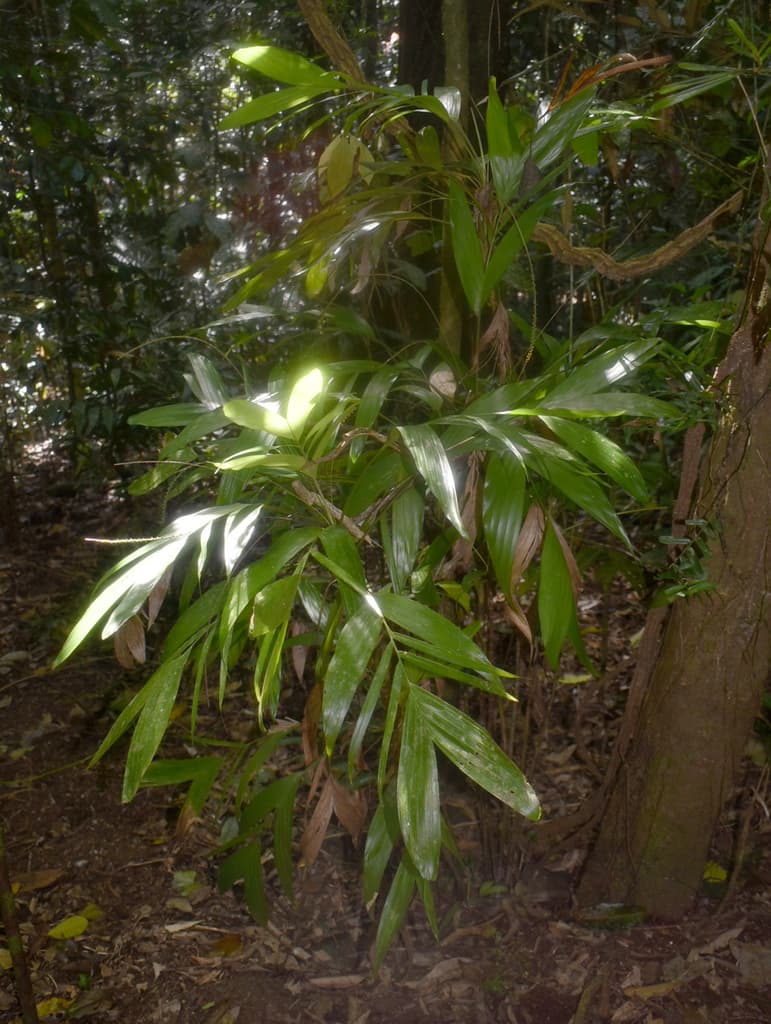 Botanical specimen of Linospadix Microcaryus.