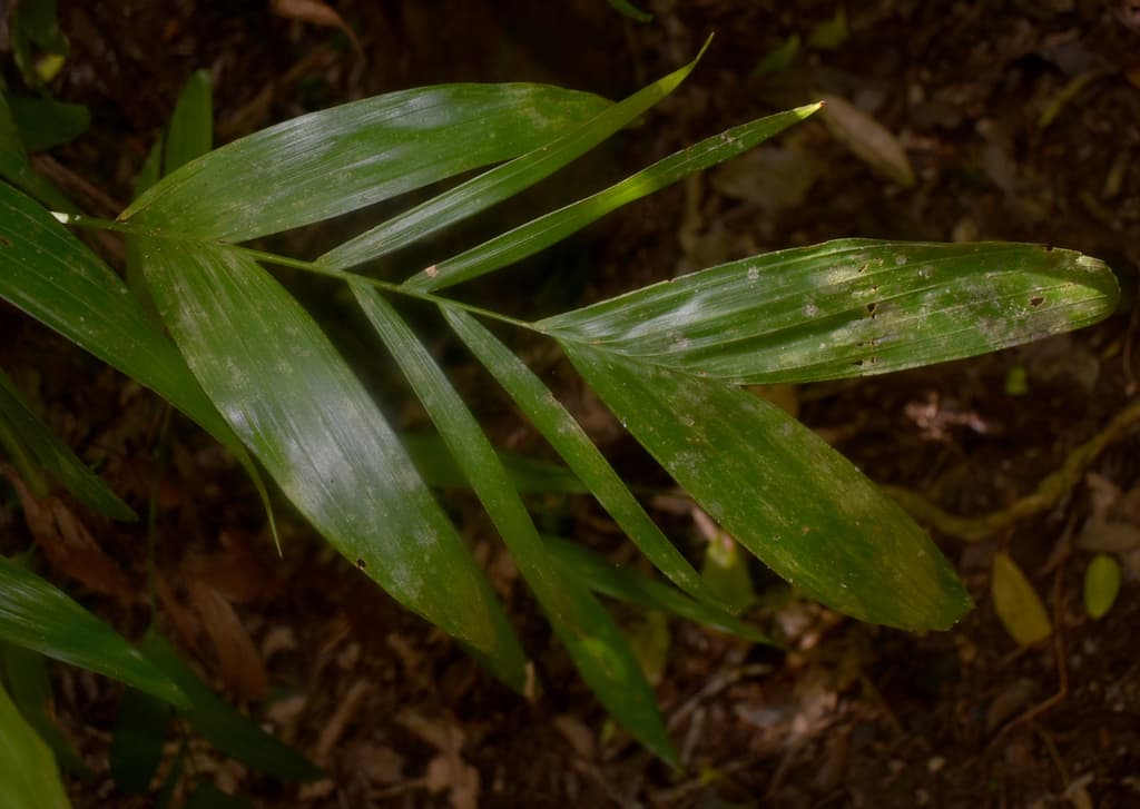 Botanical specimen of Linospadix Microcaryus.