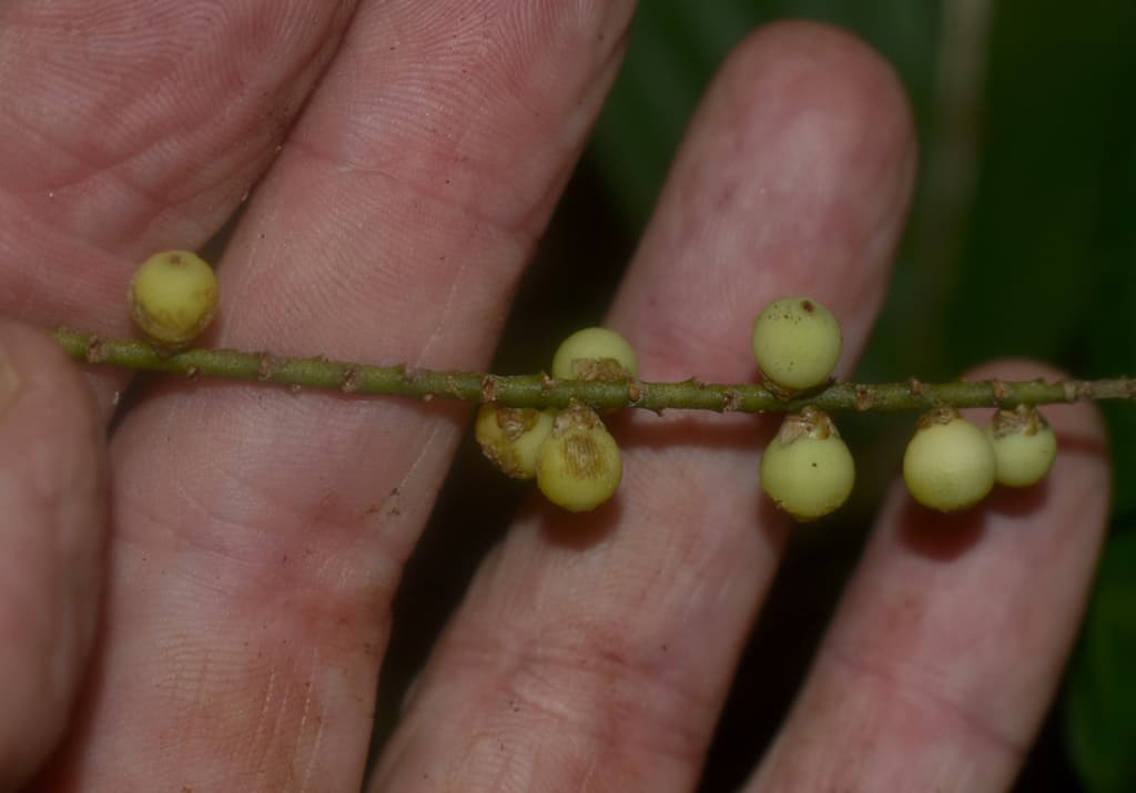 Botanical specimen of Linospadix Microcaryus.
