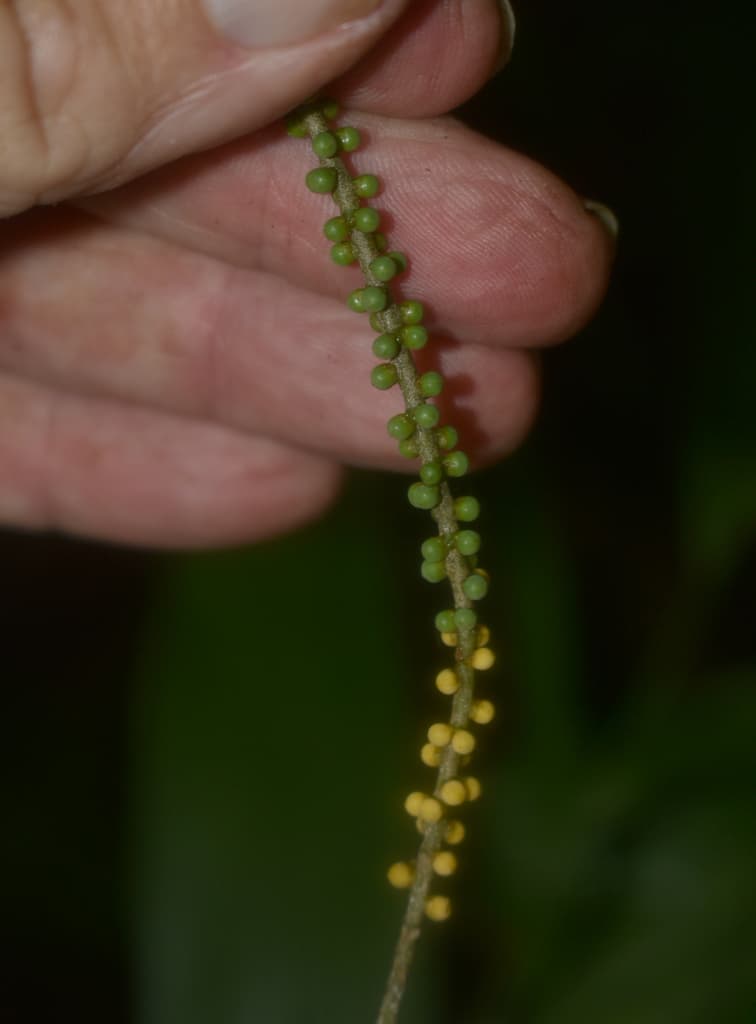 Botanical specimen of Linospadix Microcaryus.