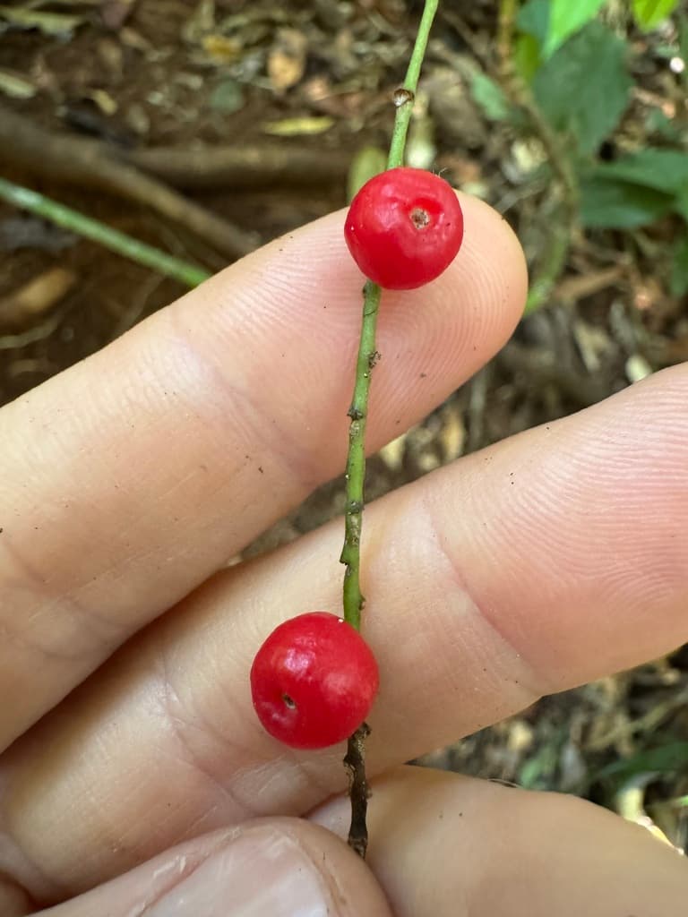 Botanical specimen of Linospadix Microcaryus.