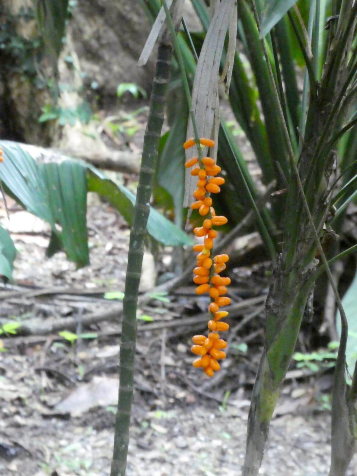 Botanical specimen of Linospadix Minor.