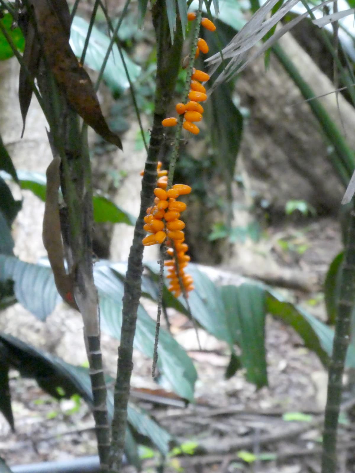 Botanical specimen of Linospadix Minor.