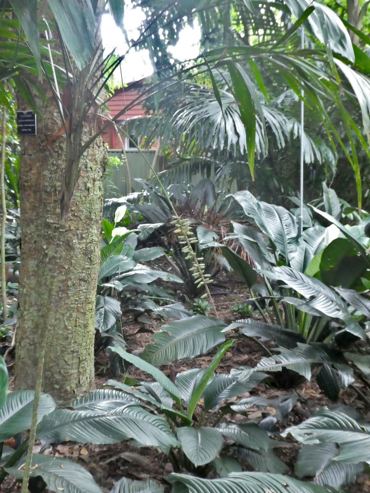 Botanical specimen of Linospadix Minor.