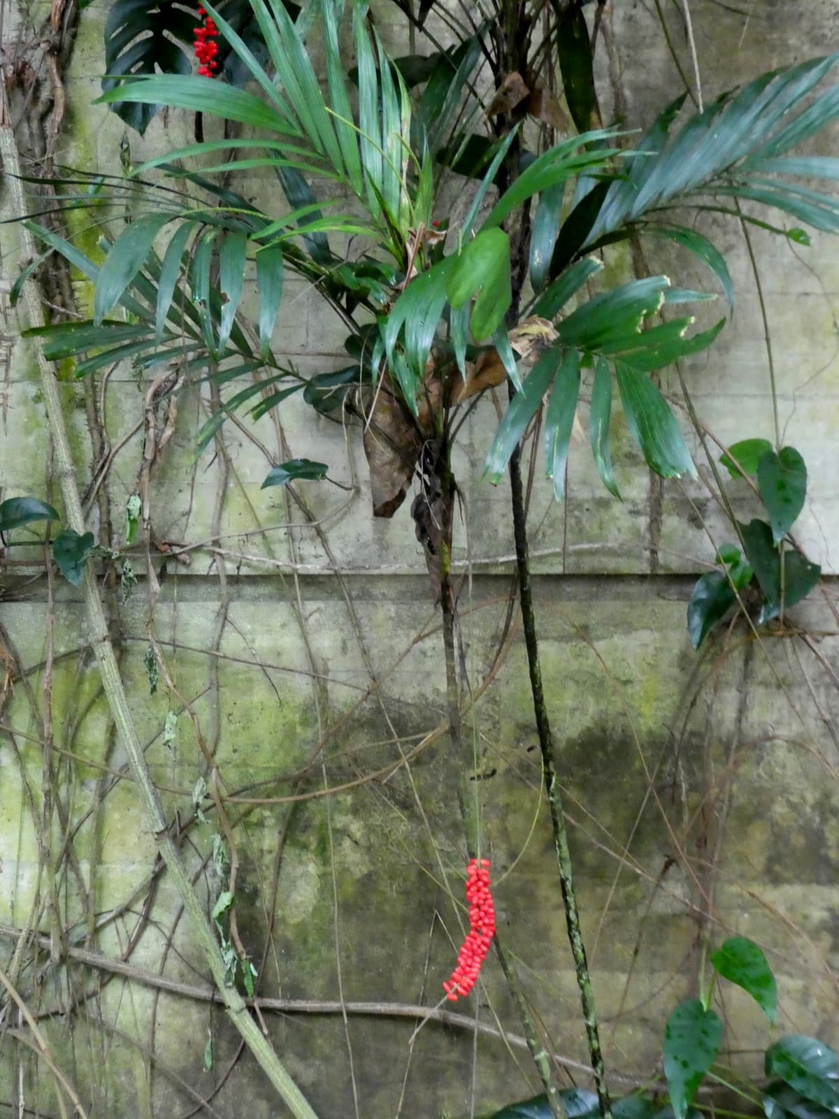 Botanical specimen of Linospadix Minor.