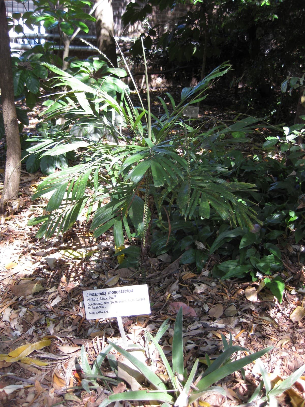 Botanical specimen of Linospadix Monostachyos.