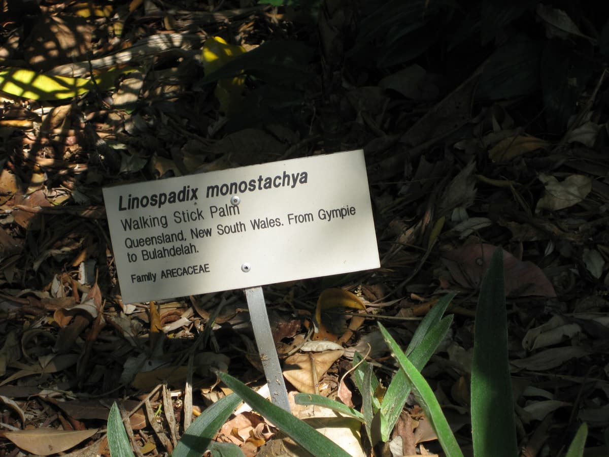 Botanical specimen of Linospadix Monostachyos.