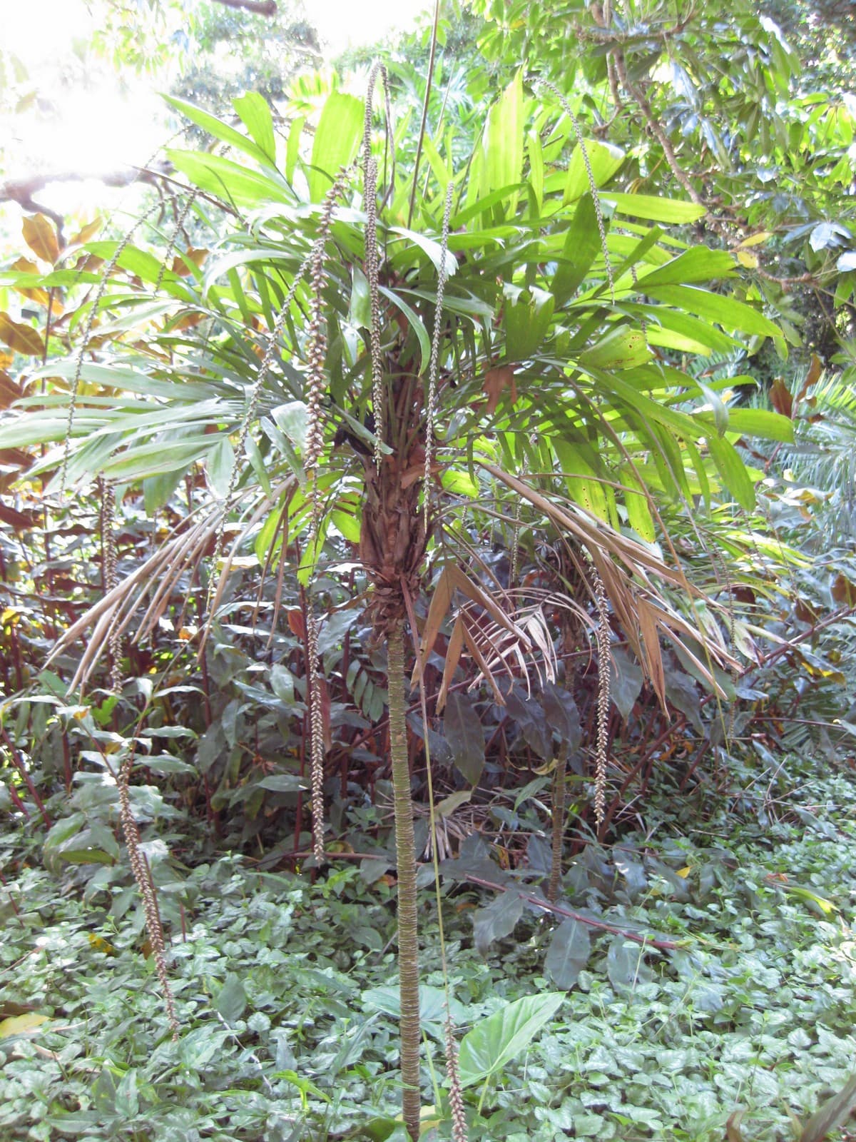 Botanical specimen of Linospadix Monostachyos.