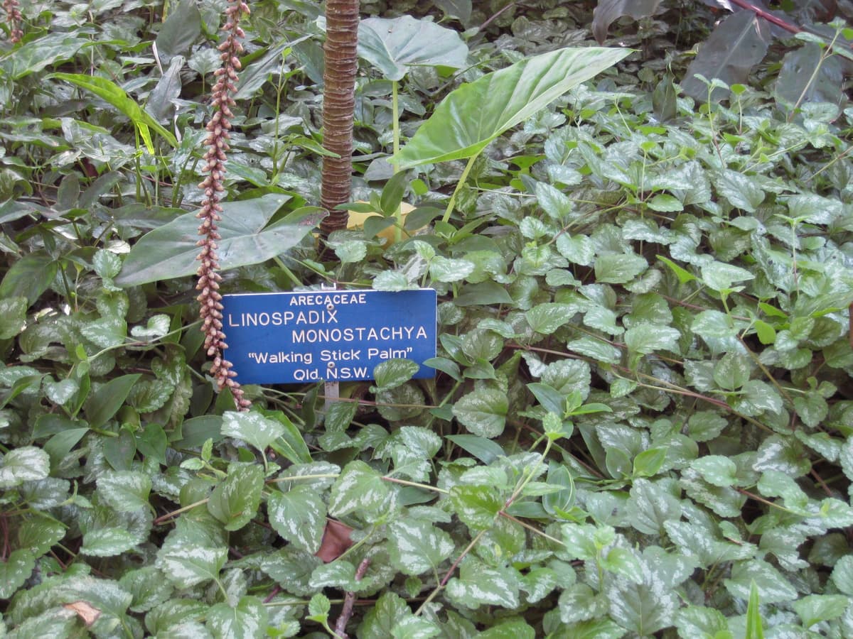 Botanical specimen of Linospadix Monostachyos.