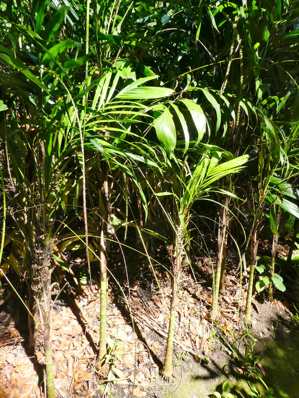 Botanical specimen of Linospadix Monostachyos.