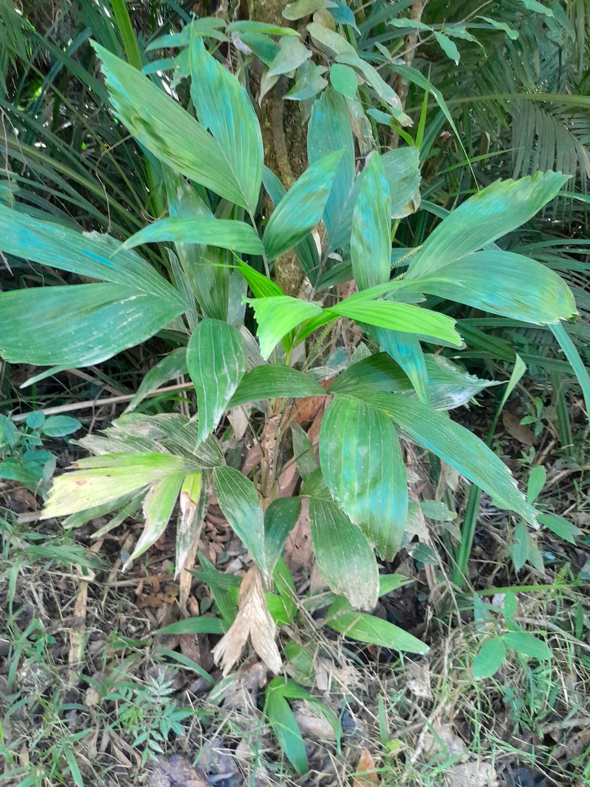Botanical specimen of Linospadix Palmerianus.
