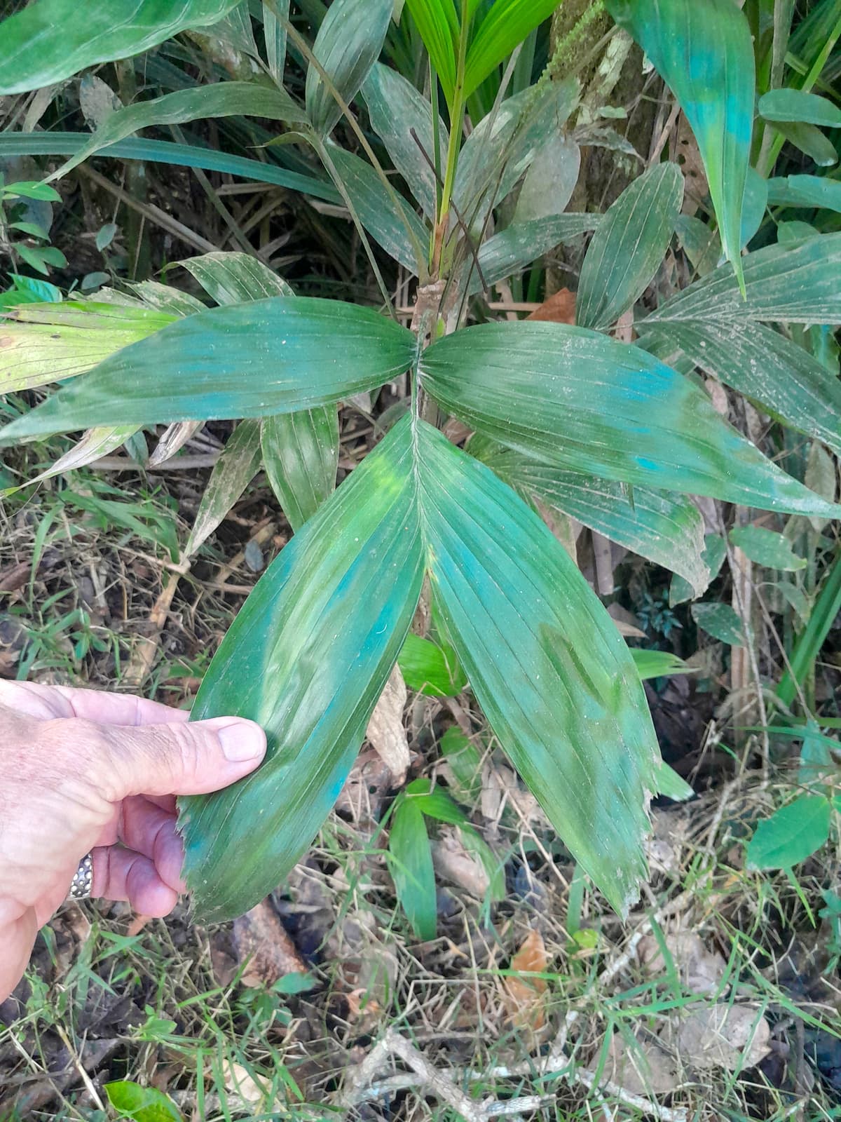 Botanical specimen of Linospadix Palmerianus.