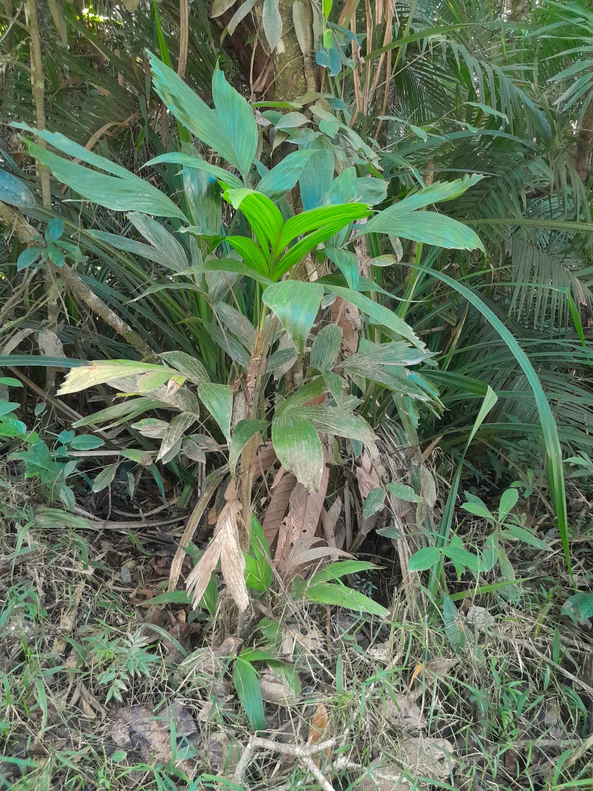 Botanical specimen of Linospadix Palmerianus.