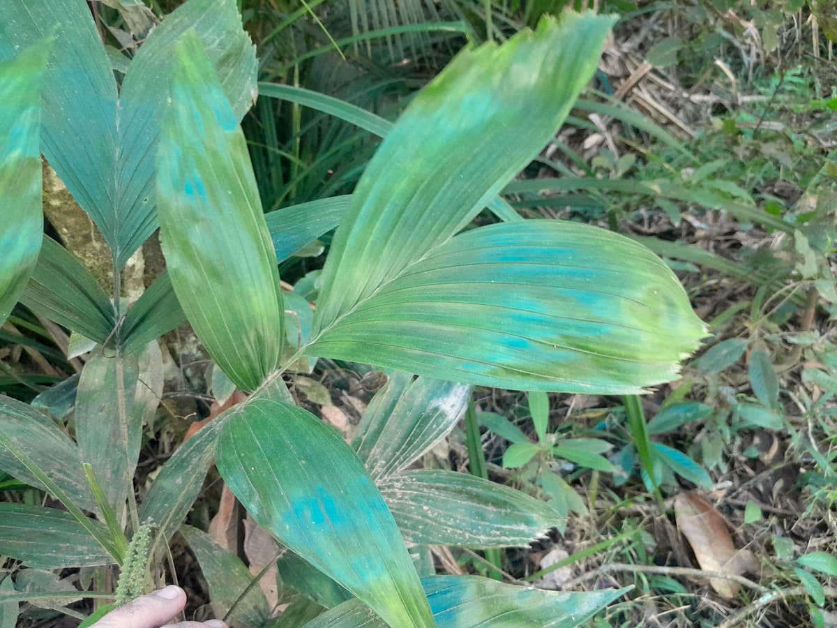 Botanical specimen of Linospadix Palmerianus.