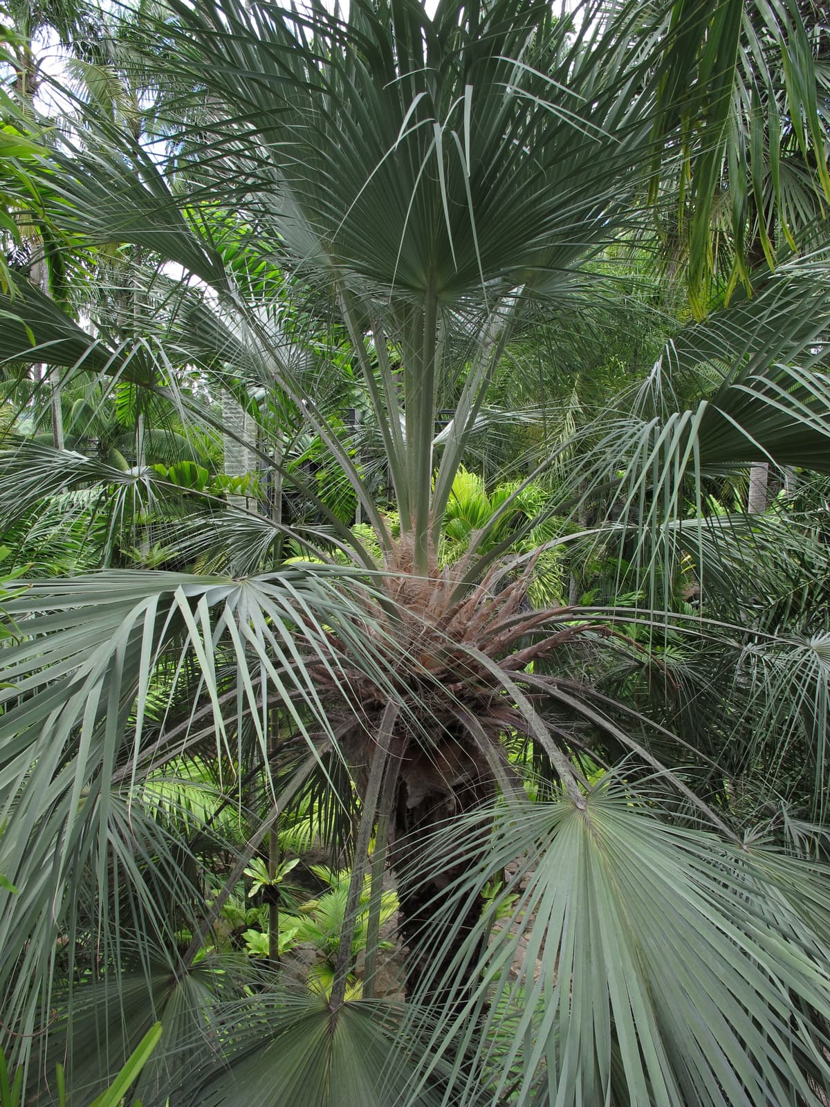 Botanical specimen of Livistona Alfredii.
