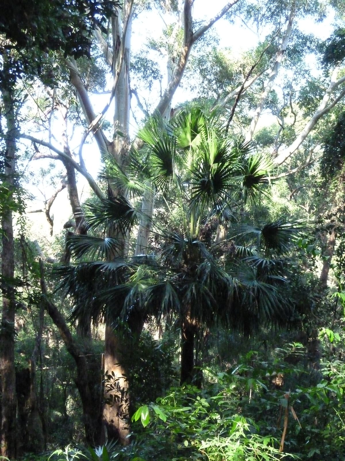 Botanical specimen of Livistona Australis.