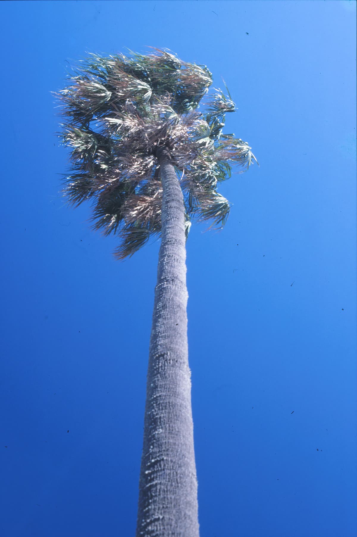 Botanical specimen of Livistona Australis.