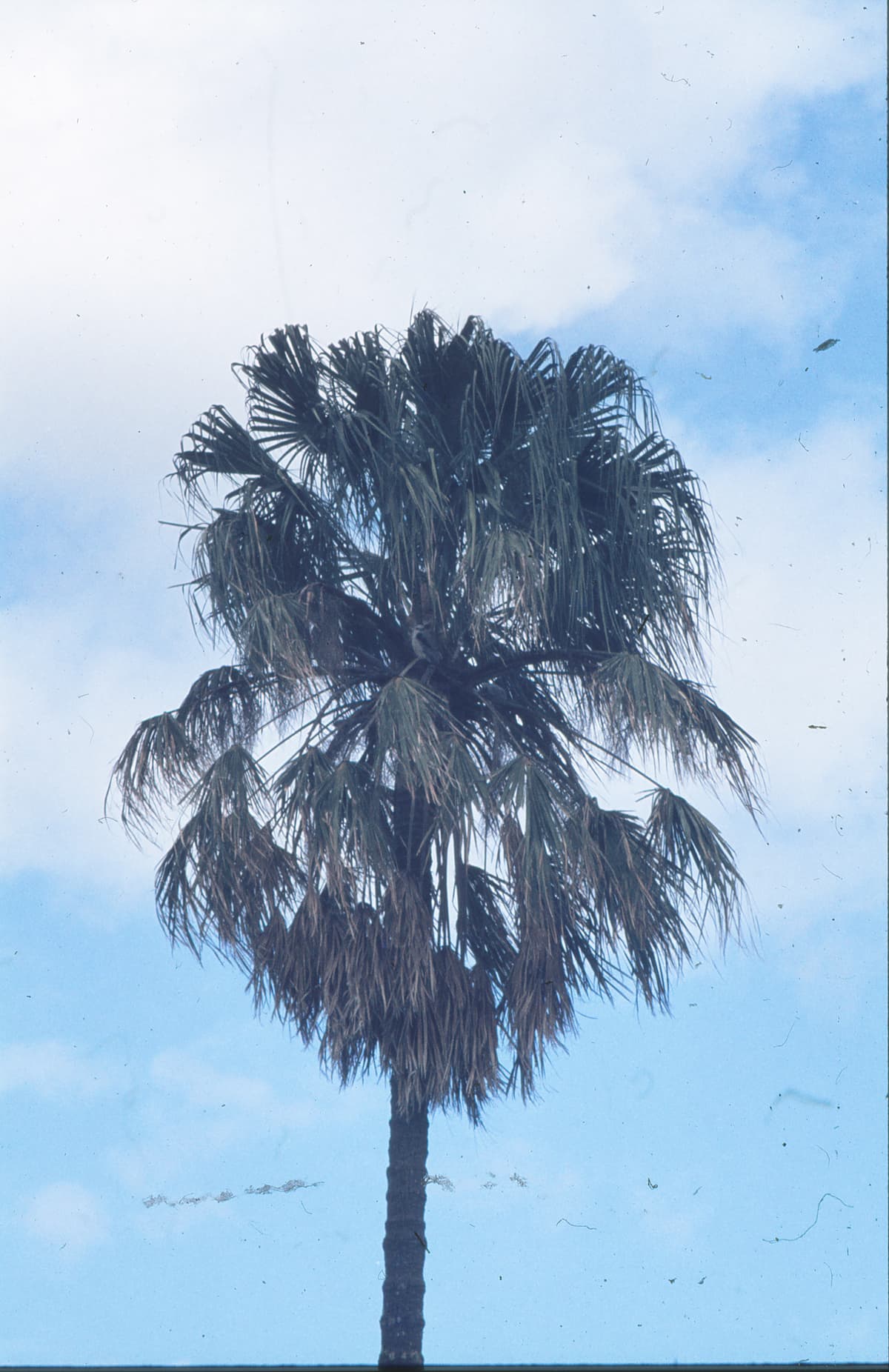 Botanical specimen of Livistona Australis.