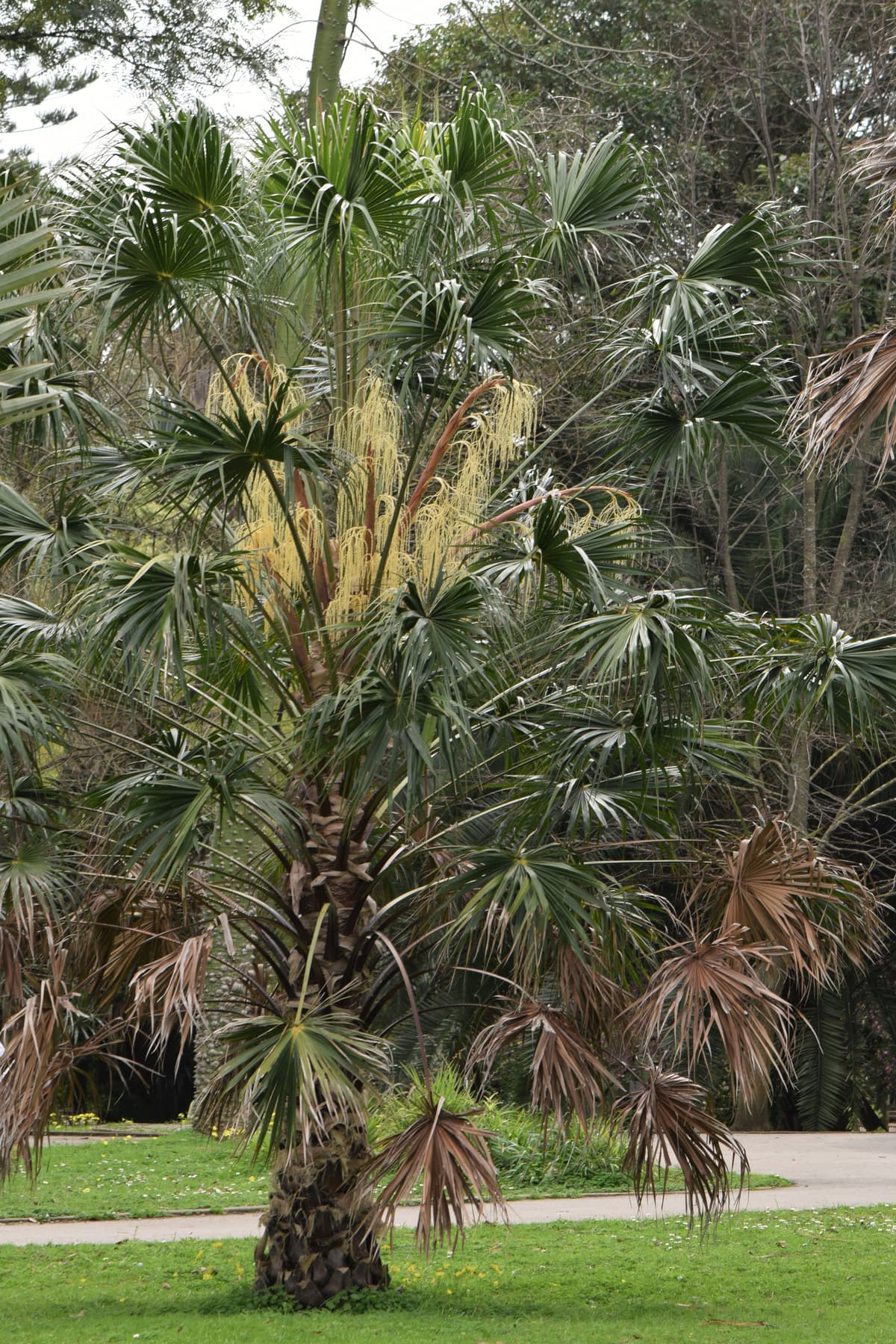 Botanical specimen of Livistona Australis.