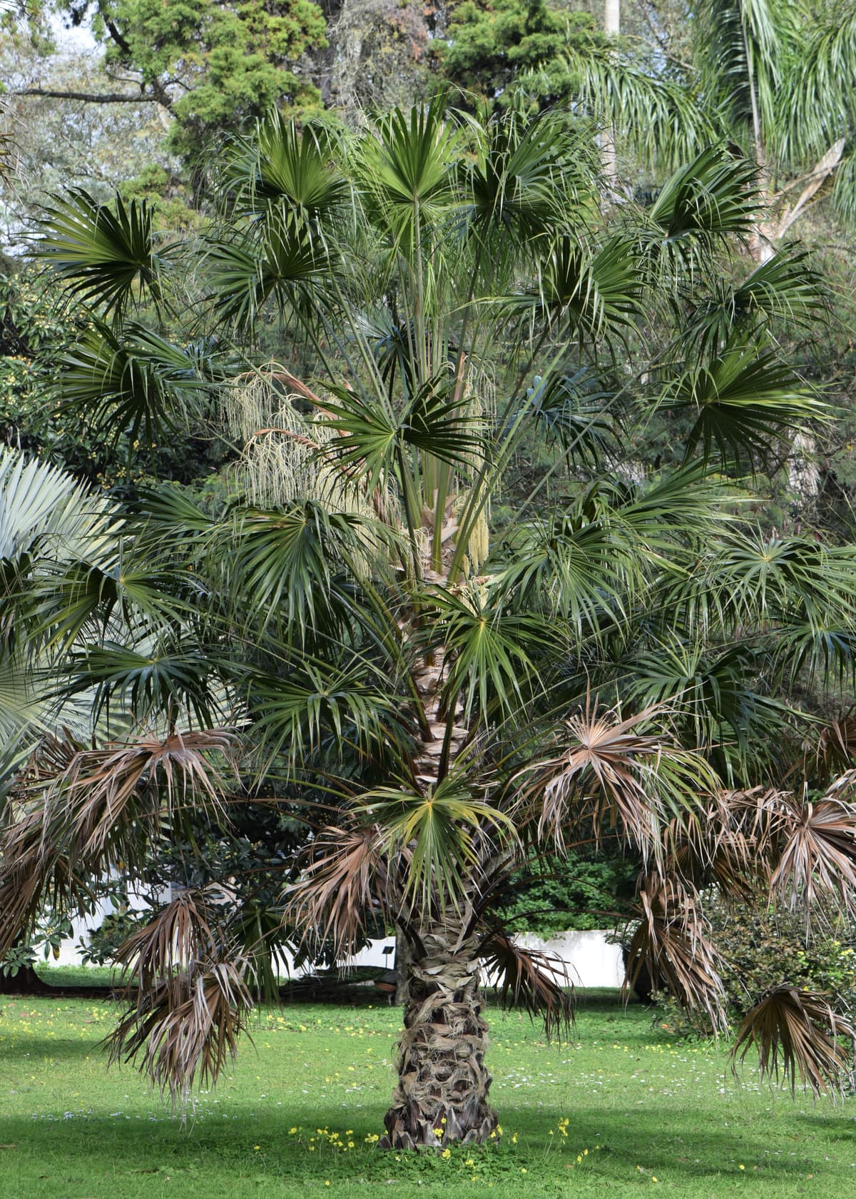 Botanical specimen of Livistona Australis.