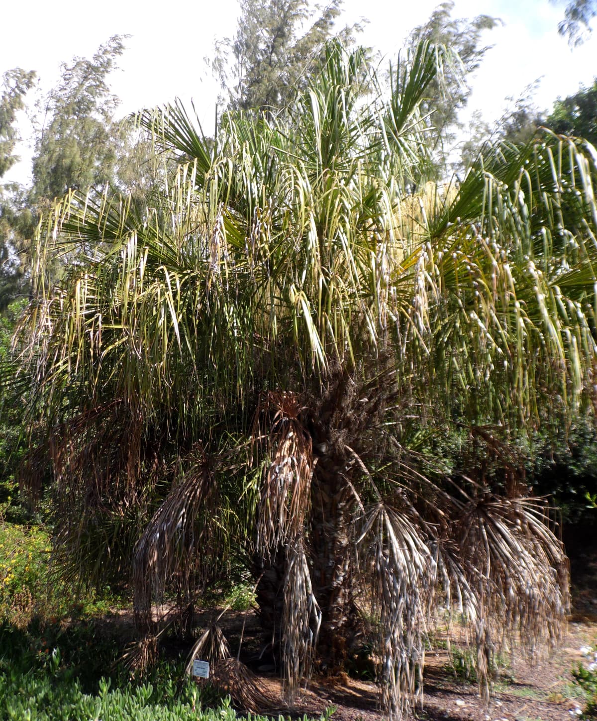 Botanical specimen of Livistona Benthamii.