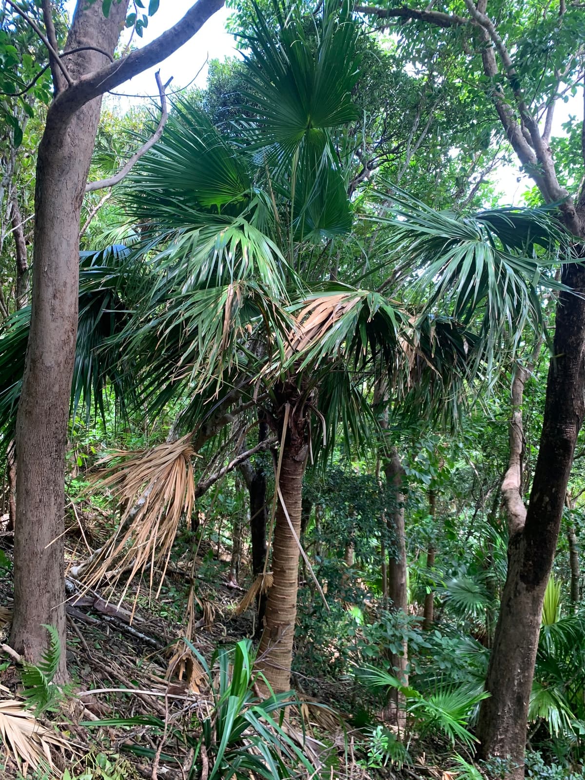 Botanical specimen of Livistona Boninensis.